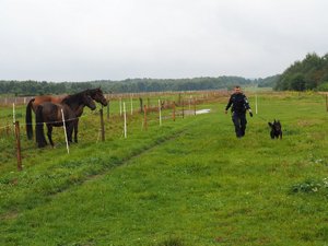 przewodnik z psem idą po trawie, zza ogrodzenia przyglądają się im 2 konie