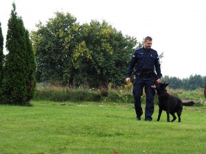 pies służbowy stoi przy nodze swojego policyjnego opiekuna, w tle widać zieloną trawę