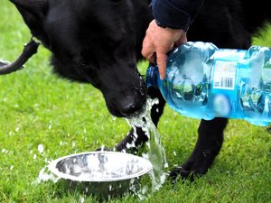 pies służbowy pije wodę z butelki wlewanej do miski