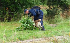 policjant z psem służbowym w zaroślach szukają śladów zapachowych