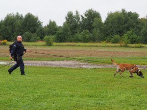 policjant trzyma na smyczy psa, który węszy po ziemi