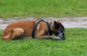 pies służbowy leży na trawie