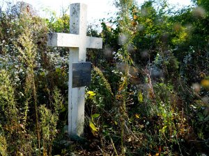 betonowy krzyż porośnięty roślinami na cmentarzu w Kisielinie