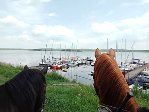 policyjne konie podczas patrolowania rejonu zbiorników wodnych