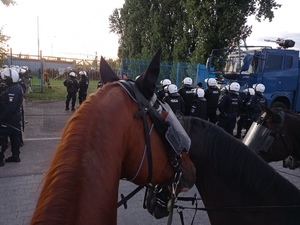 na pierwszym planie widać końskie łby, w tle policjanci w białych kaskach