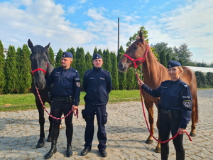 na zdjęciu dwa policyjne konie, obok nich ich umundurowani jeźdźcy a pośrodku umundurowany kierownik ogniwa konnego KMP w Częstochowie