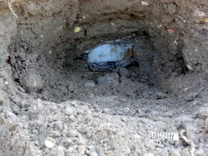 beczki i mauzery zakopane pod ziemia - zbliżenie