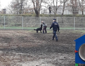 na zdjęciu pies służbowy Nagat atakuje pozoranta na zamkniętym parku dla psów