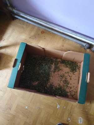 Pudełko kartonowe z zieloną substancją