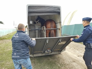 Toszek w transporterze