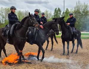 Policyjni jeźdźcy na koniach pokonuja ogień