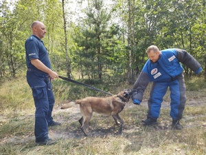 Policyjny pies atakuje pozoranta. trzyma go na smyczy policjant