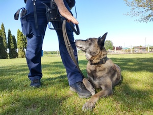 Policyjny pies waruje, nad nim ręka policjanta