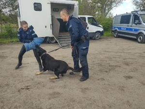 Policjantka w roli pozoranta zaatakowana przez psa, którego policjant trzyma na smyczy