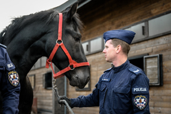 Policjant patrzy na konia trzymając go za uzdę