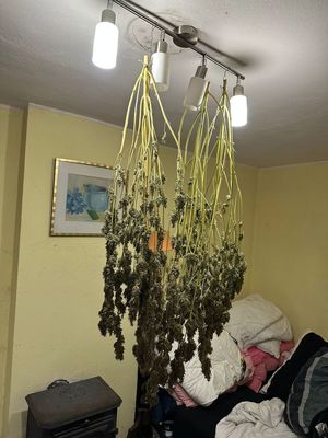Rośliny wiszące na lampie przy suficie w mieszkaniu