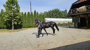 Policjant prowadzi  konia na podwórku