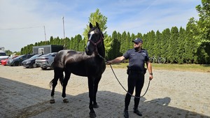 Policjant razem z wierzchowcem pozują do zdjęcia