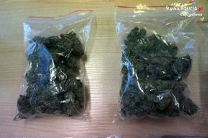 Zabezpieczony zielony susz w dwóch woreczkach