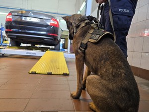 Policyjny pies siedzi obok policjanta, który znajduje się w warsztacie samochodowym