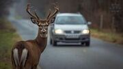 Zdjęcie poglądowe sarny na tle pojazdu jadącego drogą