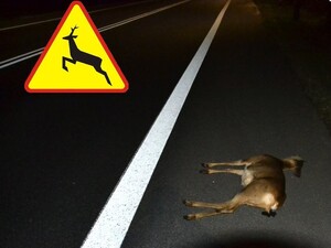 Sarna leżąca na jezdni
